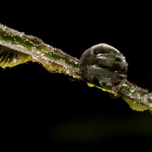 Frozen dew drops.JPG